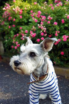 Fall Nautical Sweater